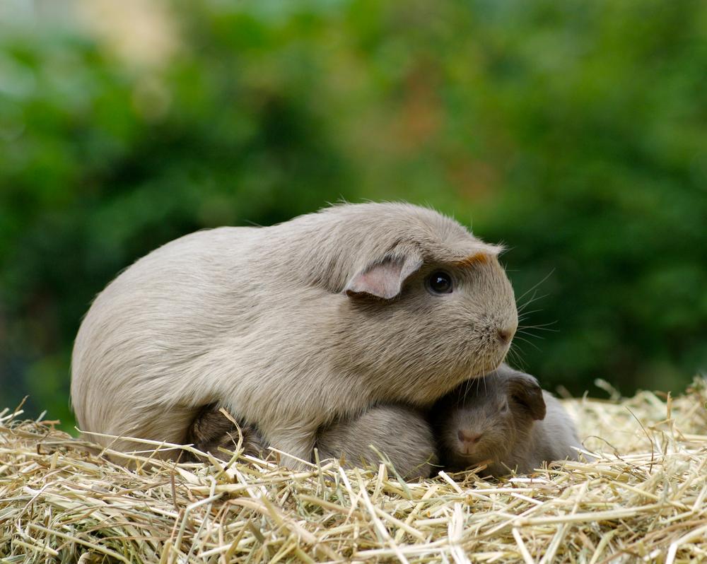 (Fonte: Shutterstock)