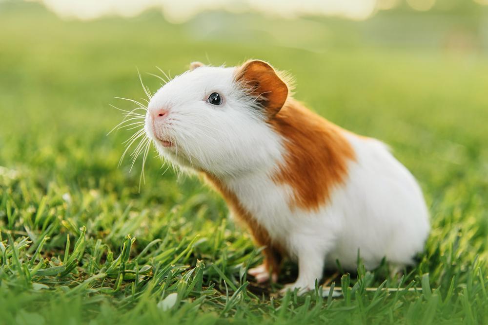 (Fonte: Shutterstock)