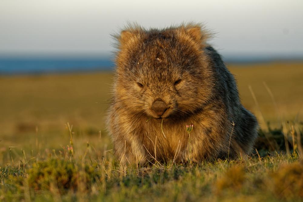 (Fonte: Shutterstock)