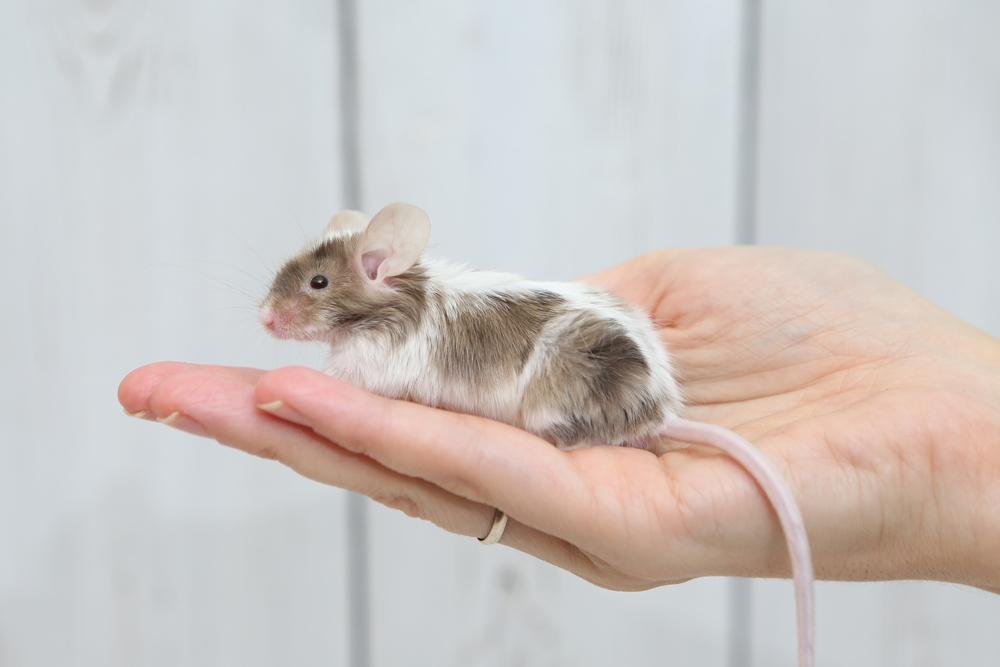 (Fonte: Shutterstock)