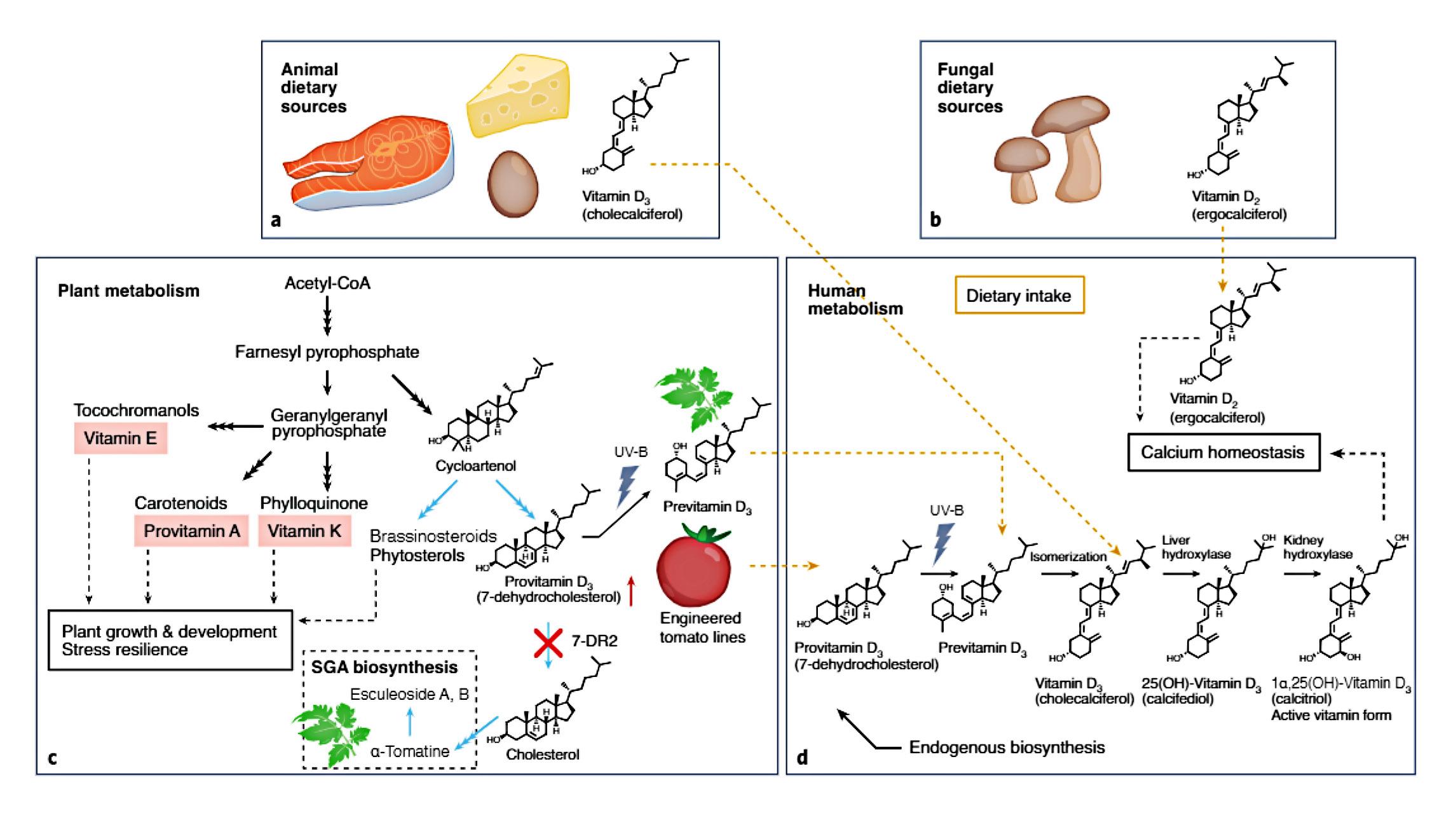 Visão geral do metabolismo da vitamina D. (Fonte: Jie Li et al./Nature Plants/Divulgação.)