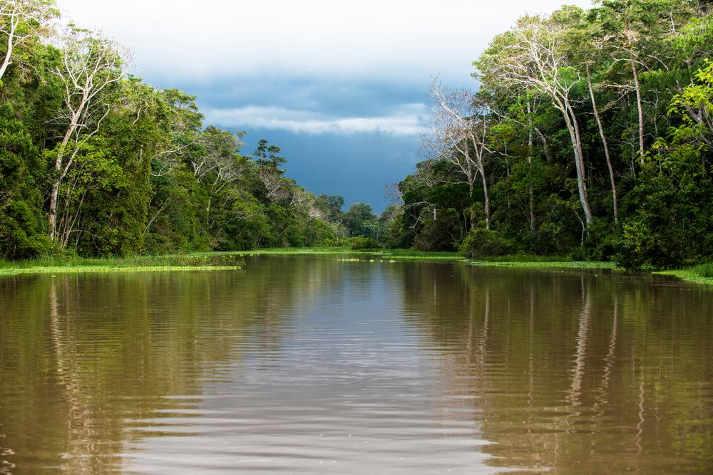 Peixes recém descobertos na Amazônia já estão em risco de extinção