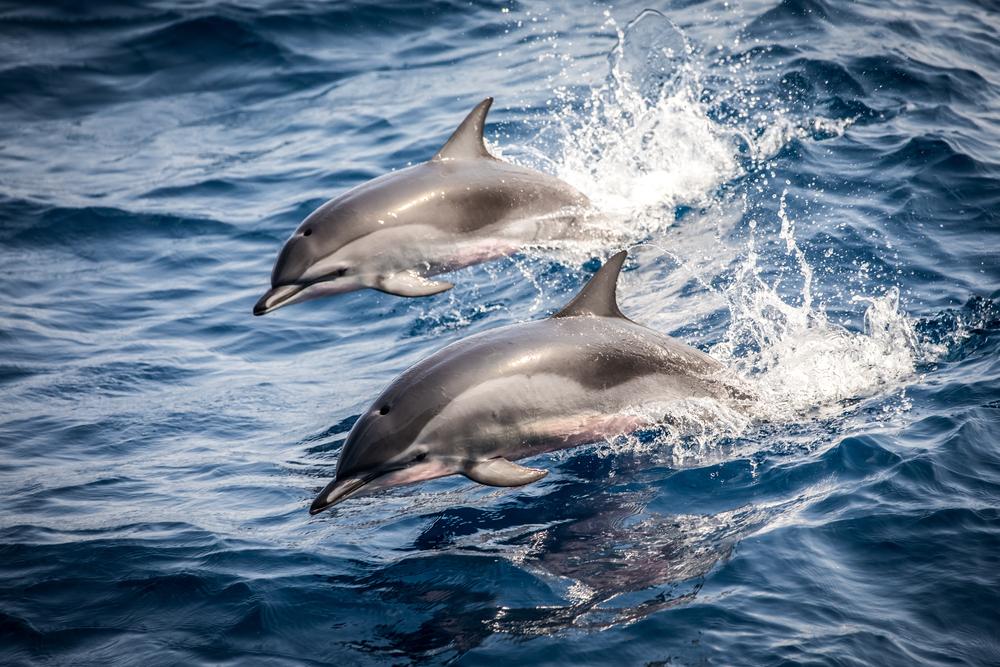 Golfinhos identificam amigos pelo gosto da urina, mostra estudo