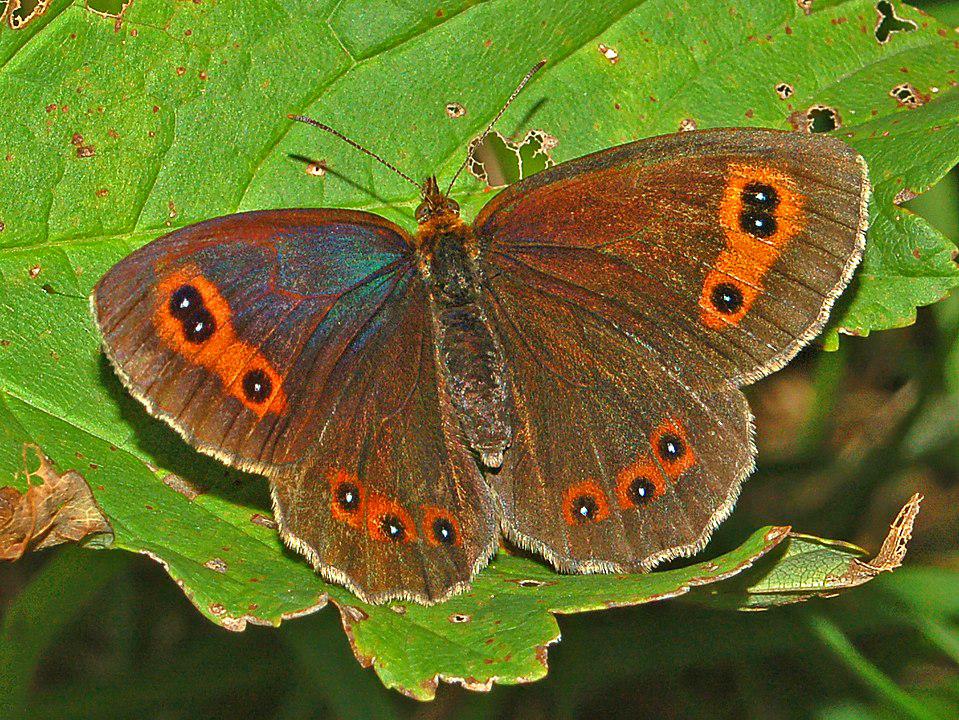 (Fonte: Wikimedia Commons)