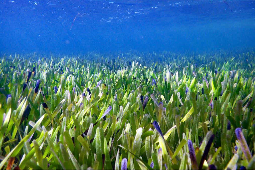 Nova recordista, maior planta do mundo cobre uma área de 200 quilômetros quadrados (Fonte: Rachel Austin/University of Western Australia)