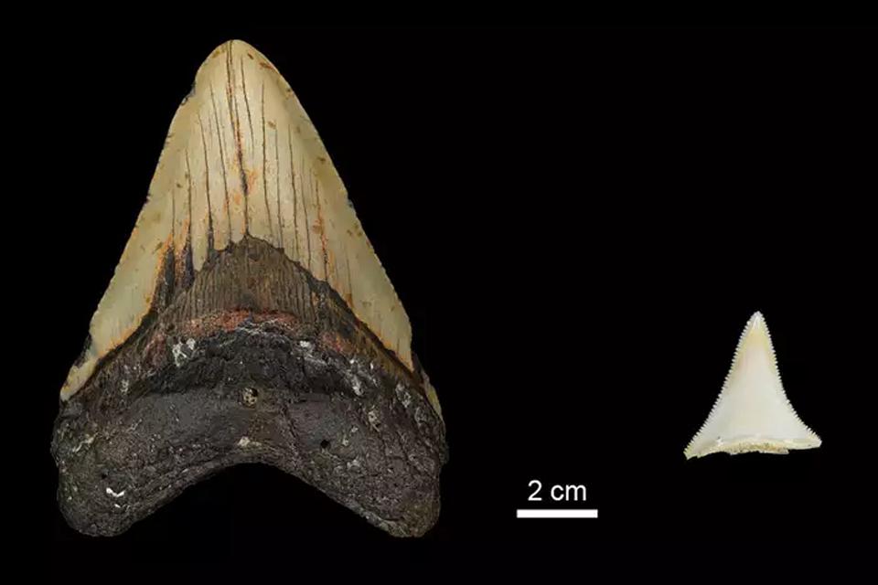(Fonte: MPI for Evolutionary Anthropology/Reprodução)