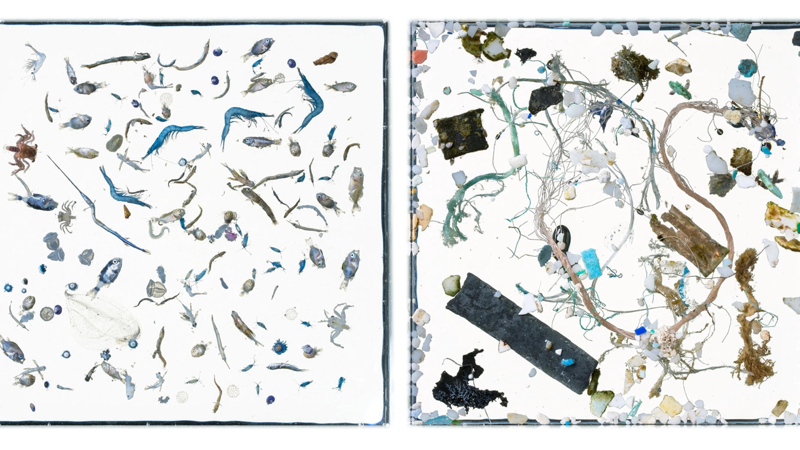 (Fonte: David Liittschwager/National Geographic/Reprodução)