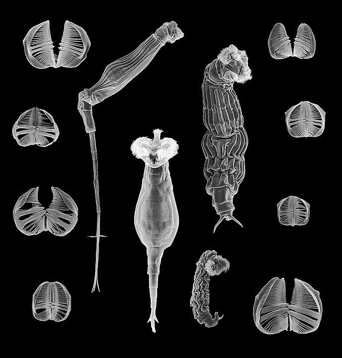 (Fonte: Wikipedia/ Reprodução)