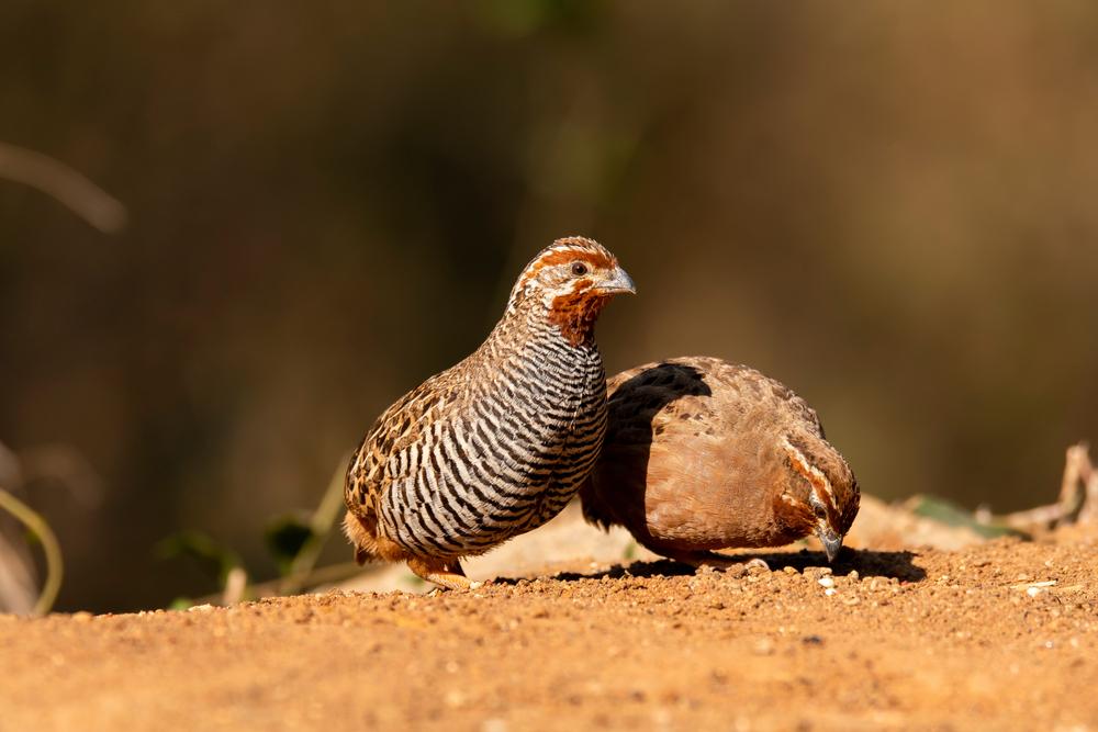 (Fonte: Shutterstock)