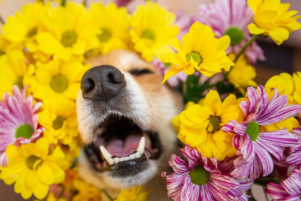 (Fonte: Shutterstock)