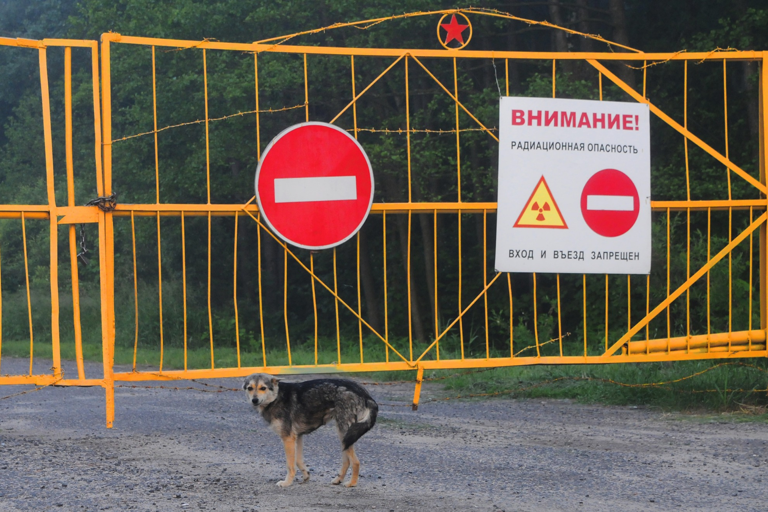 Imagem de: Os animais radioativos que espalham a radiação de Chernobyl