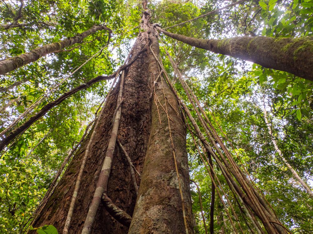 Desmatamento faz Amazônia perder espécies de animais e plantas, diz estudo
