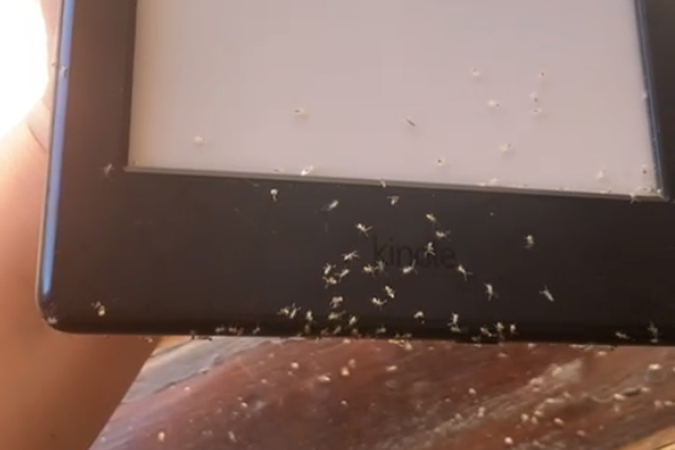 Formigas invadem Kindle e até compram livros; veja vídeo