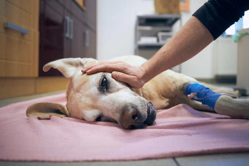 Alguns planos de saúde para pets cobrem até cirurgias
