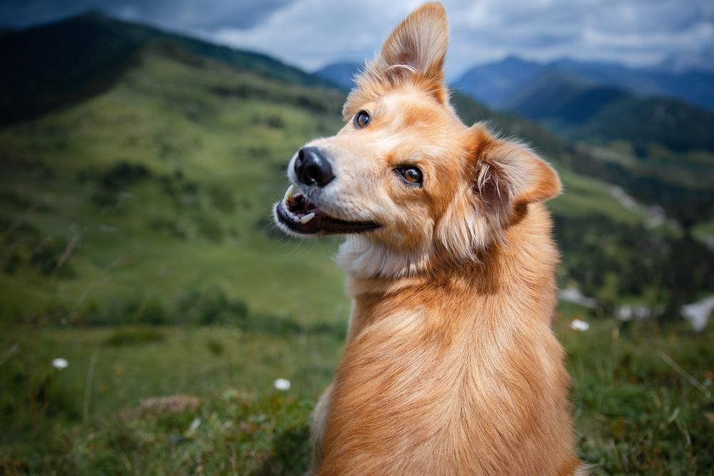 Estudo sugere que cães 'choram' de felicidade ao encontrar donos