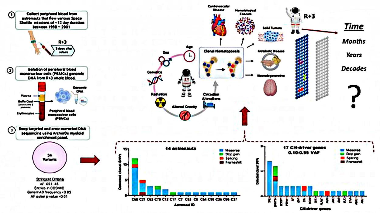 Características das Mutações da Hematopoiese Clonal. (Fonte: Mount Sinai Health System/Nature Communications Biology/Divulgação.)