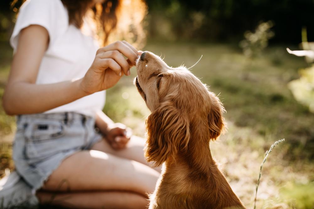 Através de amostras de respiração e suor, os animais foram capazes de identificar quem estava em situação de estresse.