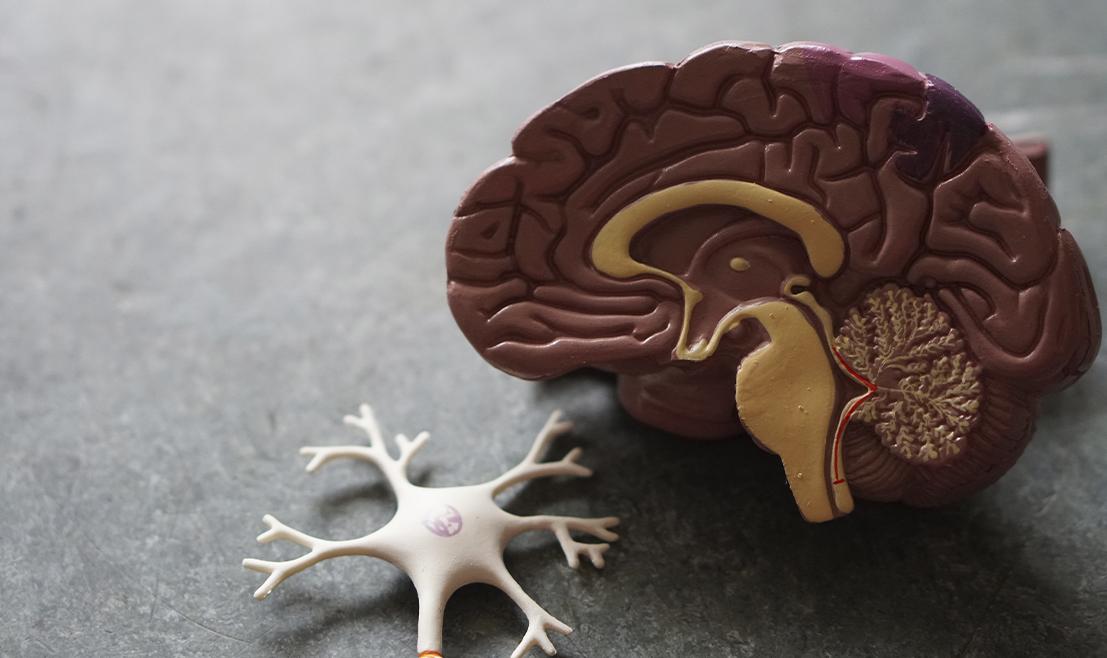 Unfortunately, meningitis has a high mortality rate in addition to sequelae such as loss of mobility, deafness, among other problems.