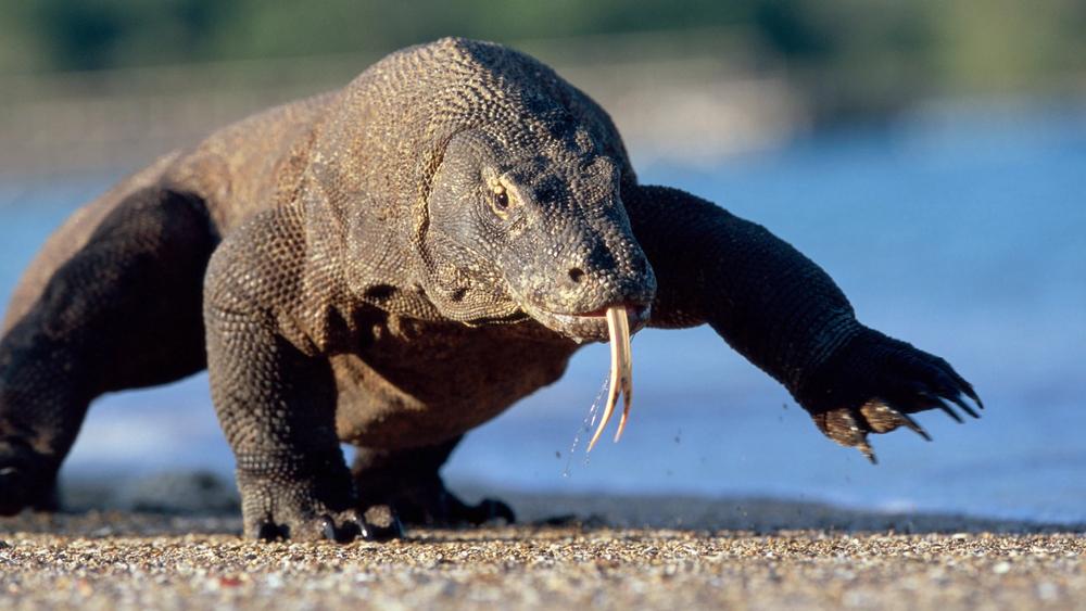 Despite their clumsy appearance, these reptiles can run quite fast (Source: Shutterstock)