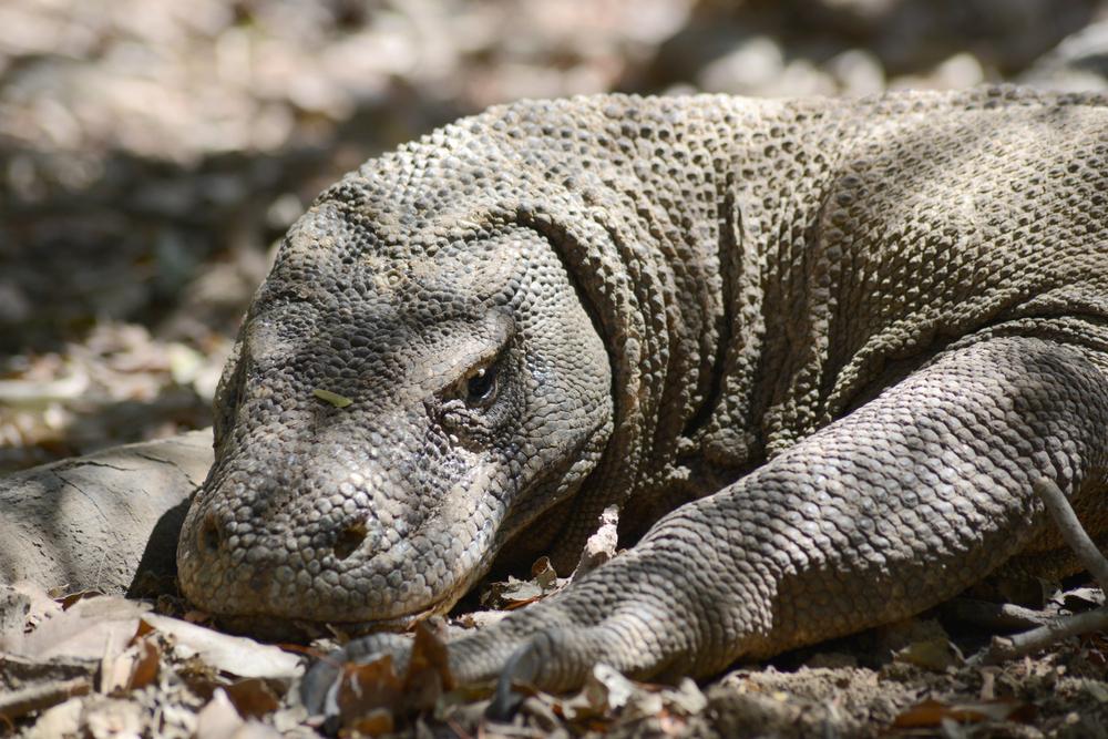 Its bite isn't strong, but the Komodo dragon has teeth that can tear apart the flesh of other animals (Source: Shutterstock)