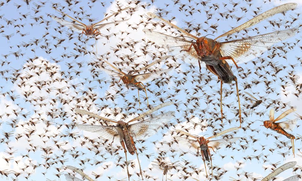Can you imagine a small storm of locusts?