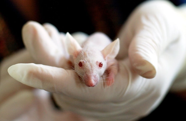 In addition to mice, the researchers also conducted tests on epithelial-derived stem cells grown for the study, simulating brain mini-structures.