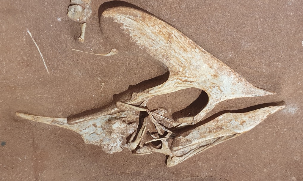 Fósseis De Pterossauro Brasileiro Revelam Novos Detalhes De Sua Anatomia Tecmundo