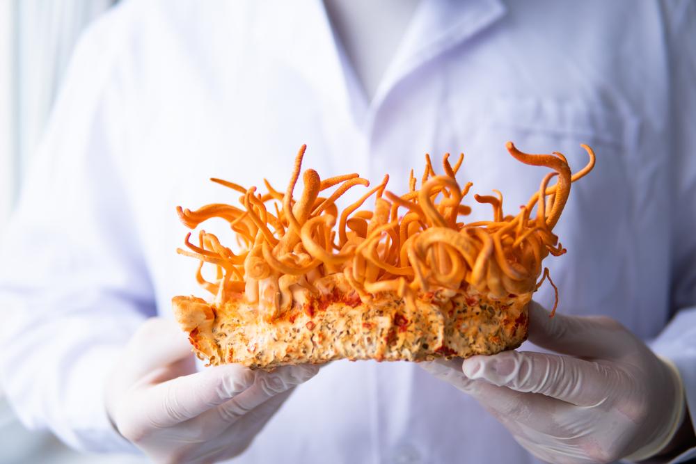 In addition to growing on insect bodies, Cordyceps is also grown on rice, particularly among medicinal product manufacturers.