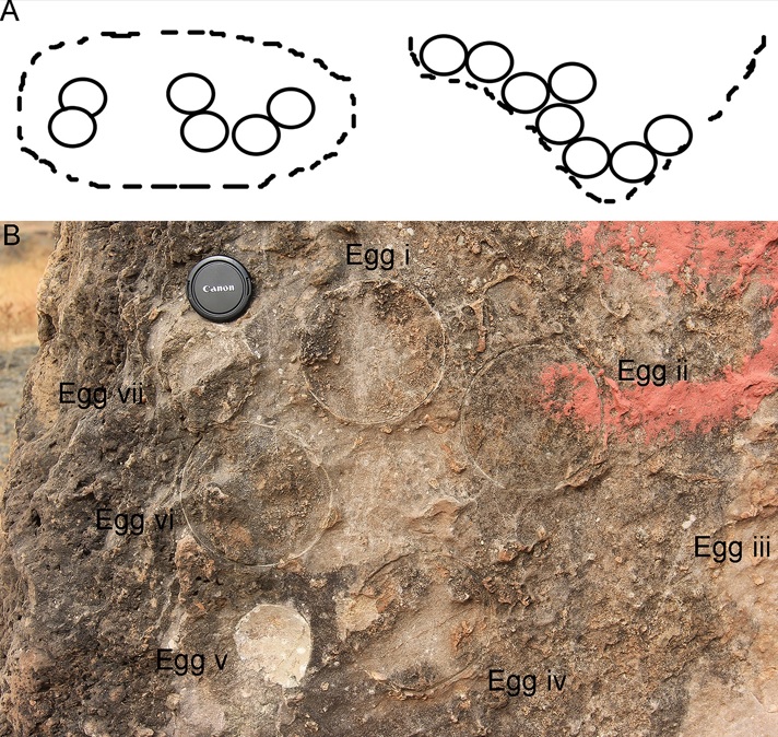 The distribution of the eggs revealed more information about the living habits of the dinosaurs.