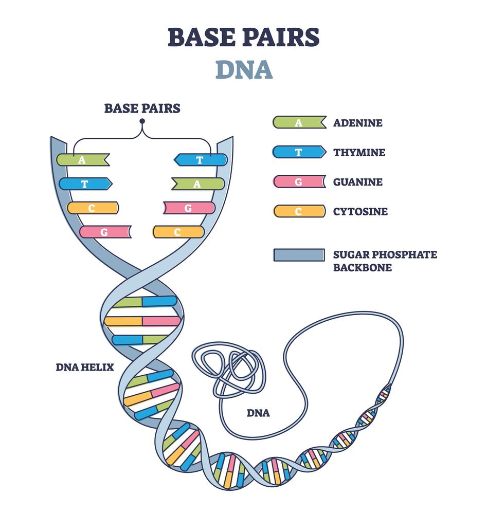 The bases will always bind to their counterparts on the other strand of DNA, forming AT and GC pairs.