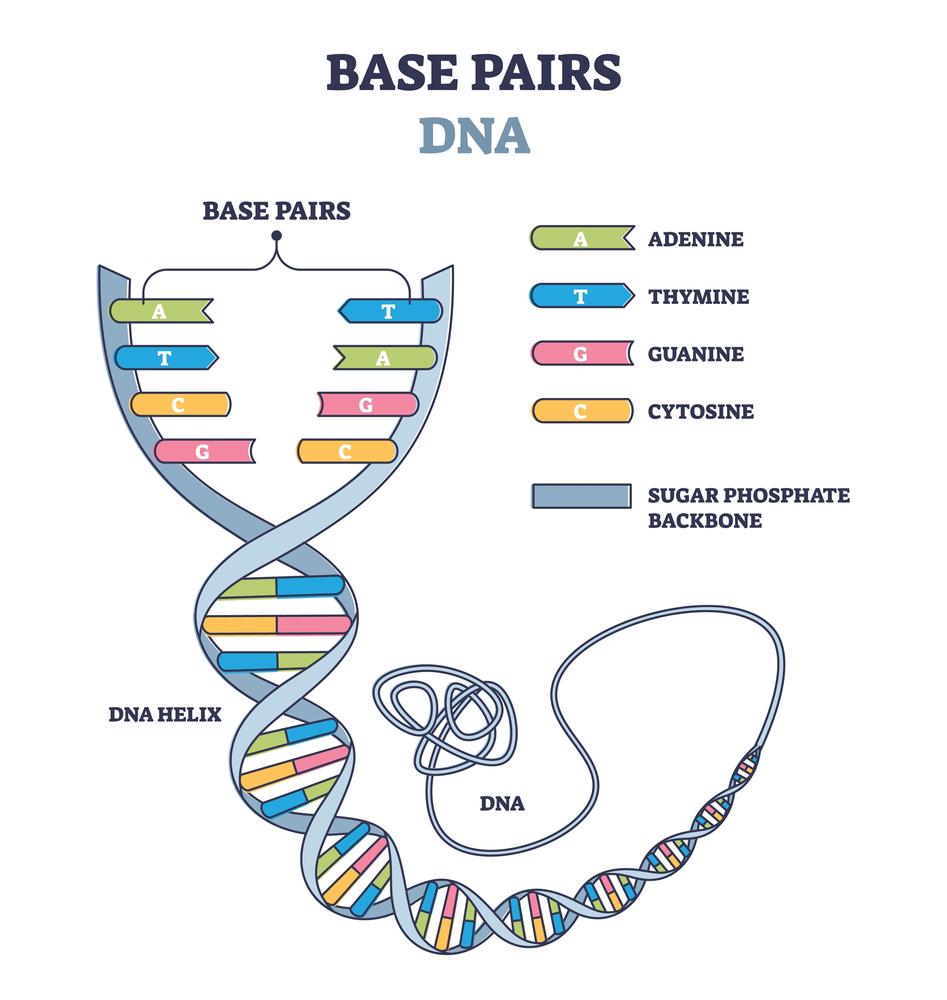 Bases will always bind to their counterparts in the other DNA helix forming the AT and GC pairs.