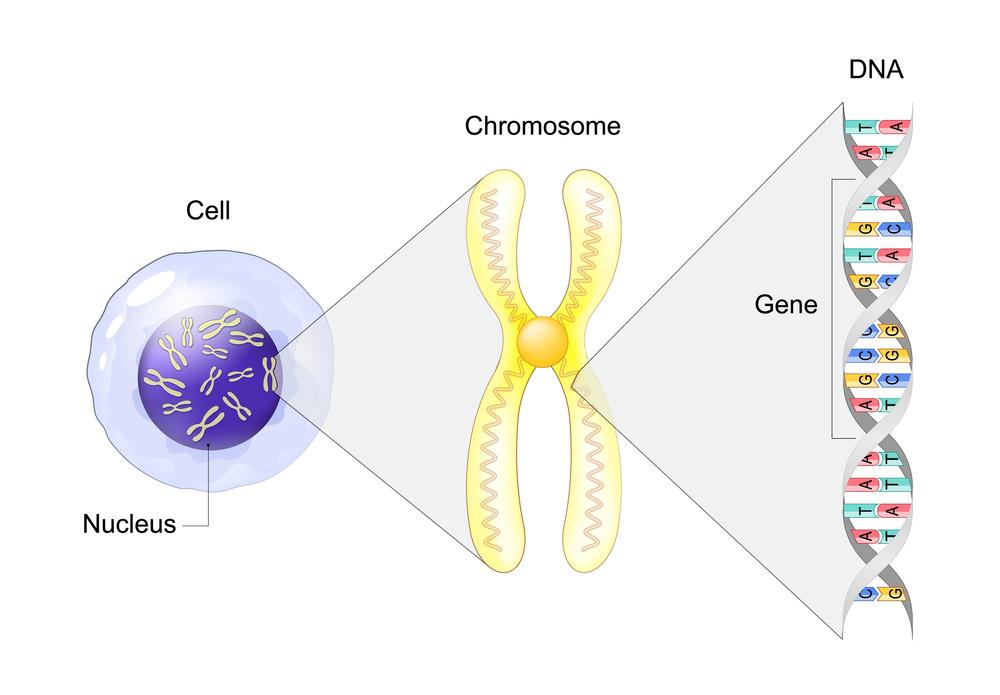 Cells and the genetic recipe.