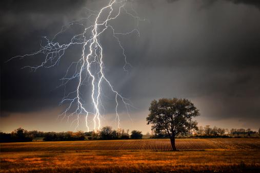 Nunca se abrigue embaixo de árvores durante uma tempestade com raios