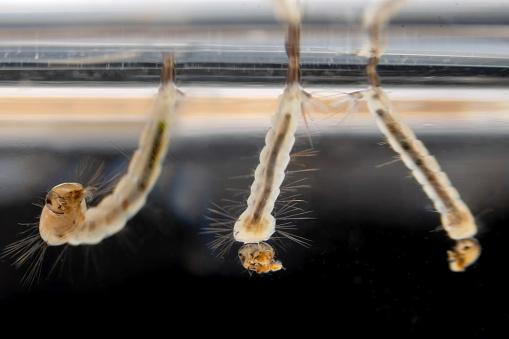 The eggs hatch and the larvae can survive even in small amounts of water.
