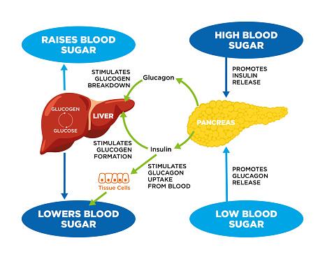 Insulin and glucagon cycle