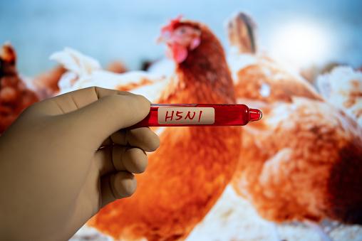 Governo federal abriu crédito extraordinário de R$ 200 milhões para combater a gripe aviária. (Fonte: GettyImages/Reprodução)
