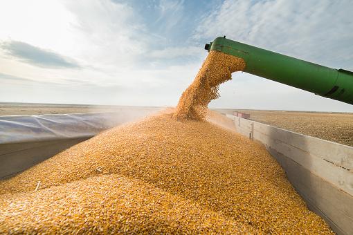 O início da colheita deve pressionar o preço do milho para baixo. (Fonte: GettyImages/Reprodução)