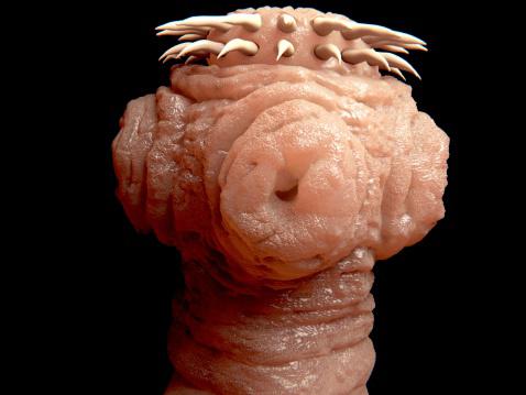 A teníase é um dos vermes mais comuns em humanos.  (Fonte: GettyImages/Reprodução)