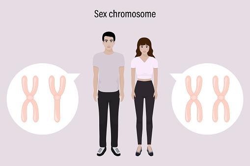 Wie beeinflusst das Y-Chromosom die männliche Immunität?