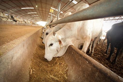 Carne de laboratório pode ser uma maneira de combater impactos ambientais da pecuária. (Fonte: GettyImages/Reprodução)