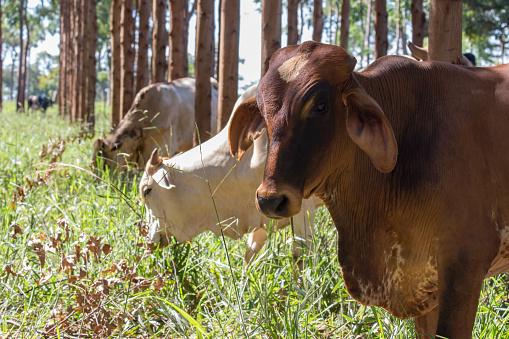 Reflorestamento em áreas de pecuária é fundamental para o ILPF. (GettyImages/Reprodução)
