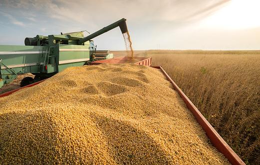 IBGE estima que safra de soja brasileira alcance 148,2 milhões de toneladas em 2023. (Fonte: GettyImages/Reprodução)