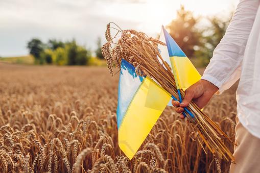 A agricultura ucraniana precisará de ajuda internacional para se reerguer. (Fonte: GettyImages/Reprodução)