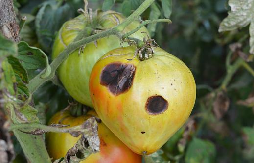 O tomate é uma das culturas mais vulneráveis ​​à ocorrência de fungos.  (Fonte: GettyImages/Reprodução)