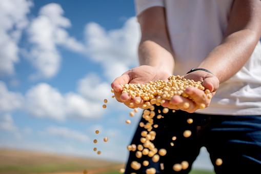 As sementes de soja podem ser inoculadas com nitrogênio para aumentar a produtividade.  (Fonte: GettyImages/Reprodução)