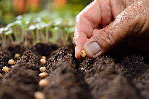 Com ciclos curtos, a maioria das hortaliças podem ser produzidas ao longo do ano. (Fonte: GettyImages/Reprodução)
