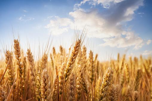 Com a introdução de novos cultivares, o Brasil poderá se tornar autossuficiente de trigo em uma década. (Fonte: GettyImages/Reprodução)