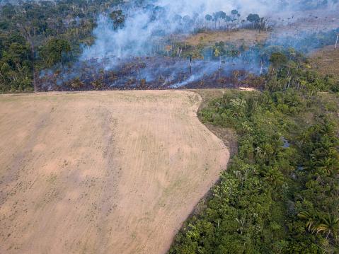 A Amazônia é a região mais afetada pelos incêndios.  (Fonte: GettyImage/Reprodução)