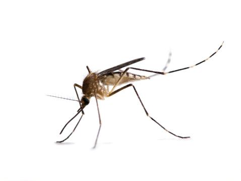 Mosquitos do gênero Anophele, também conhecido como mosquito-prego