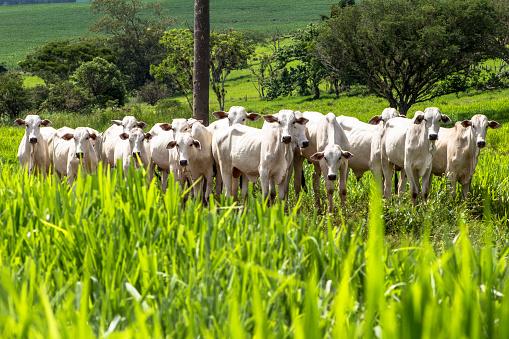 A recuperação de áreas degradadas eleva a produtividade da pecuária e abre áreas para lavouras sem a necessidade de desmatamento. (Fonte: GettyImages/Reprodução)
